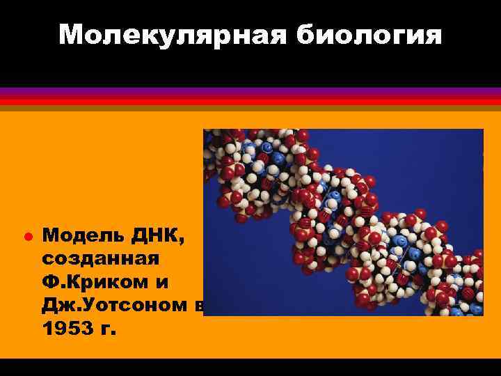 Молекулярная биология l Модель ДНК, созданная Ф. Криком и Дж. Уотсоном в 1953 г.