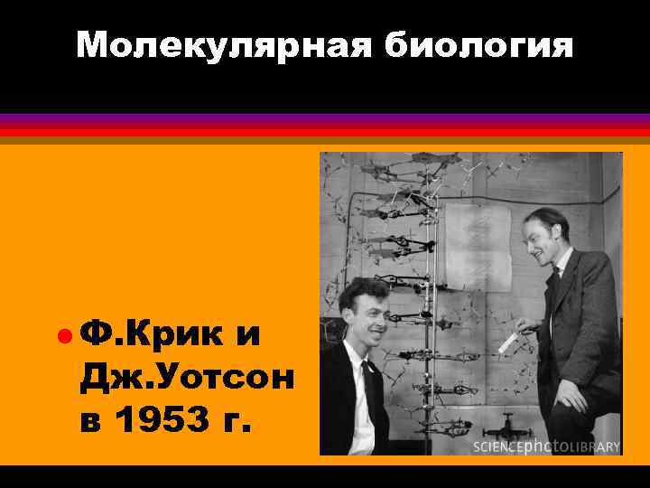 Молекулярная биология l Ф. Крик и Дж. Уотсон в 1953 г. 