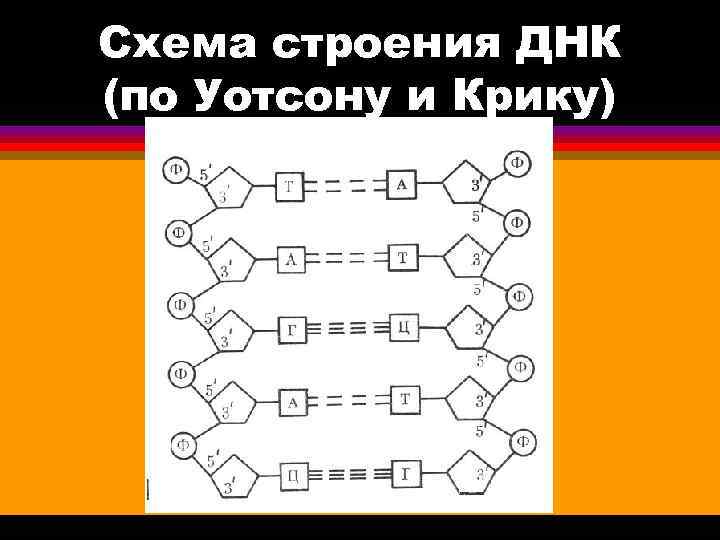Схема строения ДНК (по Уотсону и Крику) 