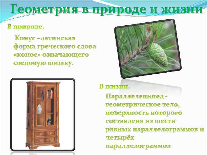 Геометрия в природе и жизни Конус –латинская форма греческого слова «конос» означающего сосновую шишку.