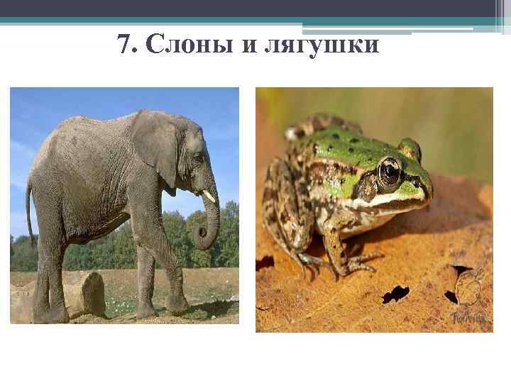 7. Слоны и лягушки 