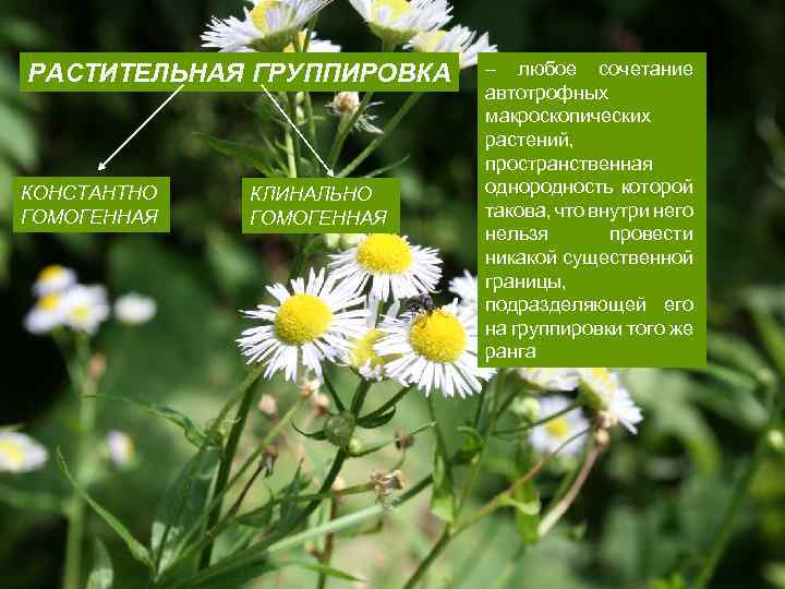 РАСТИТЕЛЬНАЯ ГРУППИРОВКА КОНСТАНТНО ГОМОГЕННАЯ КЛИНАЛЬНО ГОМОГЕННАЯ – любое сочетание автотрофных макроскопических растений, пространственная однородность