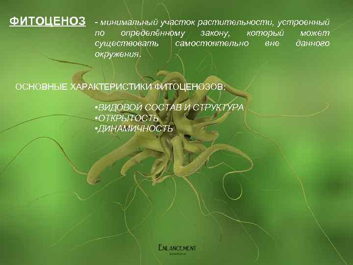 ФИТОЦЕНОЗ - минимальный участок растительности, устроенный по определённому закону, который может существовать самостоятельно вне