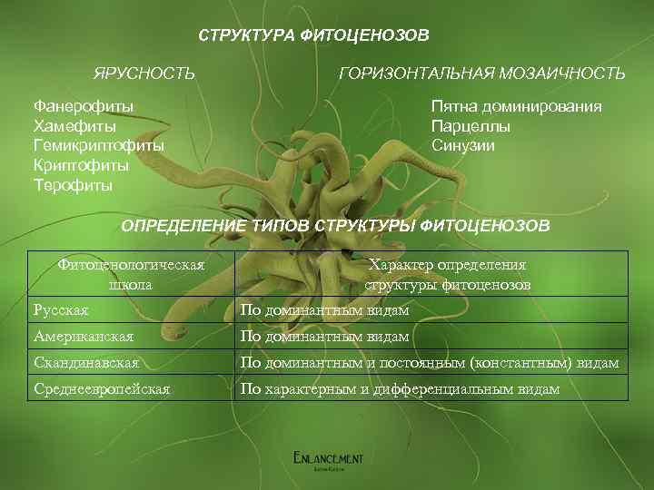 СТРУКТУРА ФИТОЦЕНОЗОВ ЯРУСНОСТЬ ГОРИЗОНТАЛЬНАЯ МОЗАИЧНОСТЬ Пятна доминирования Парцеллы Синузии Фанерофиты Хамефиты Гемикриптофиты Криптофиты Терофиты