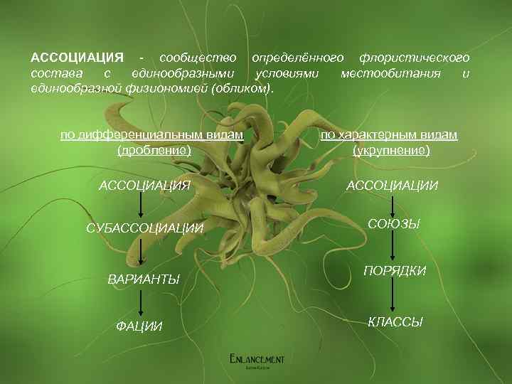АССОЦИАЦИЯ - сообщество определённого флористического состава с единообразными условиями местообитания и единообразной физиономией (обликом).