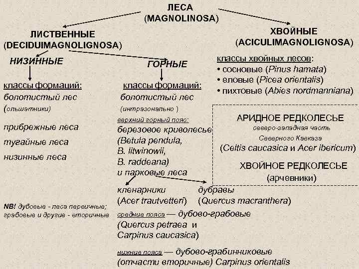 ЛЕСА (MAGNOLINOSA) ХВОЙНЫЕ (ACICULIMAGNOLIGNOSA) ЛИСТВЕННЫЕ (DECIDUIMAGNOLIGNOSA) НИЗИННЫЕ классы формаций: болотистый лес (ольшатники) прибрежные леса