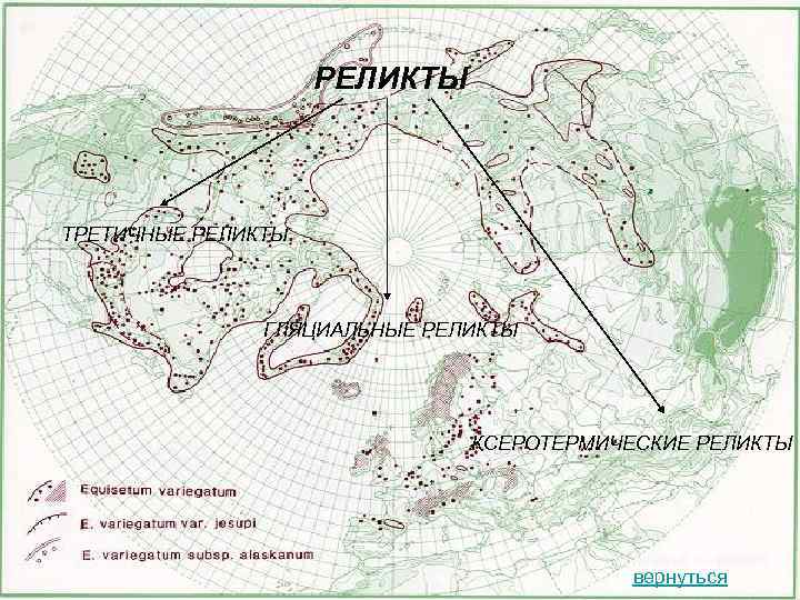 РЕЛИКТЫ ТРЕТИЧНЫЕ РЕЛИКТЫ ГЛЯЦИАЛЬНЫЕ РЕЛИКТЫ КСЕРОТЕРМИЧЕСКИЕ РЕЛИКТЫ вернуться 