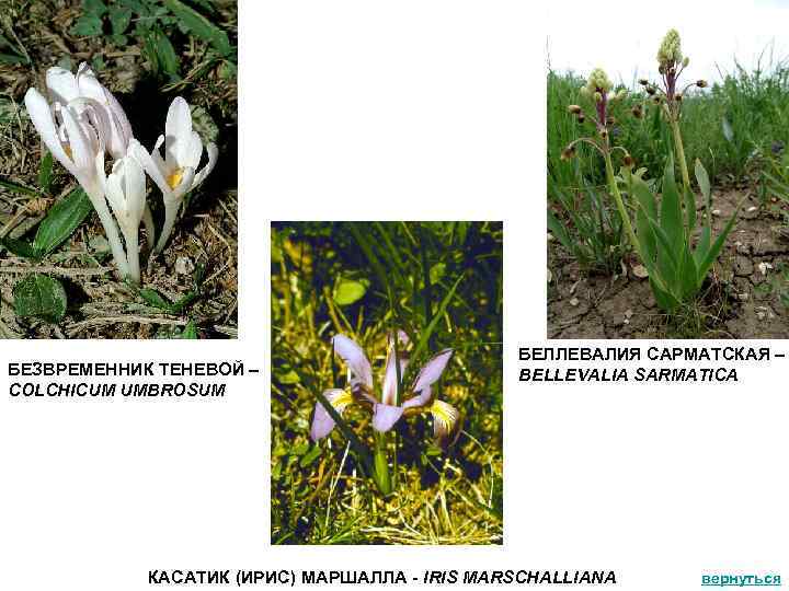 БЕЗВРЕМЕННИК ТЕНЕВОЙ – COLCHICUM UMBROSUM БЕЛЛЕВАЛИЯ САРМАТСКАЯ – BELLEVALIA SARMATICA КАСАТИК (ИРИС) МАРШАЛЛА -