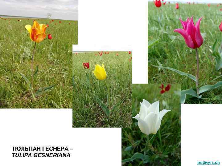 ТЮЛЬПАН ГЕСНЕРА – TULIPA GESNERIANA вернуться 