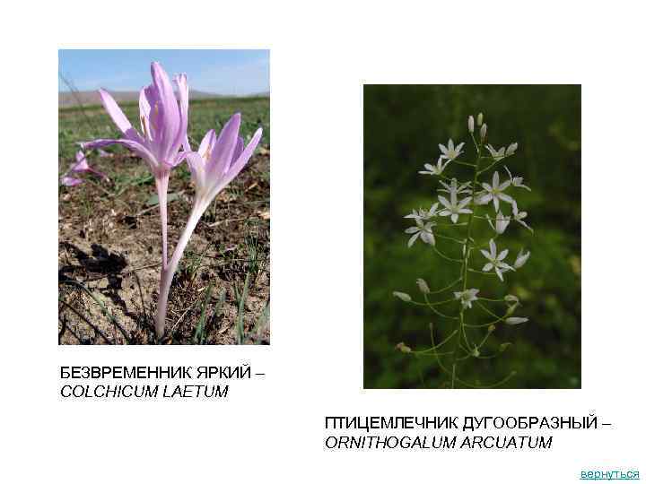 БЕЗВРЕМЕННИК ЯРКИЙ – COLCHICUM LAETUM ПТИЦЕМЛЕЧНИК ДУГООБРАЗНЫЙ – ORNITHOGALUM ARCUATUM вернуться 