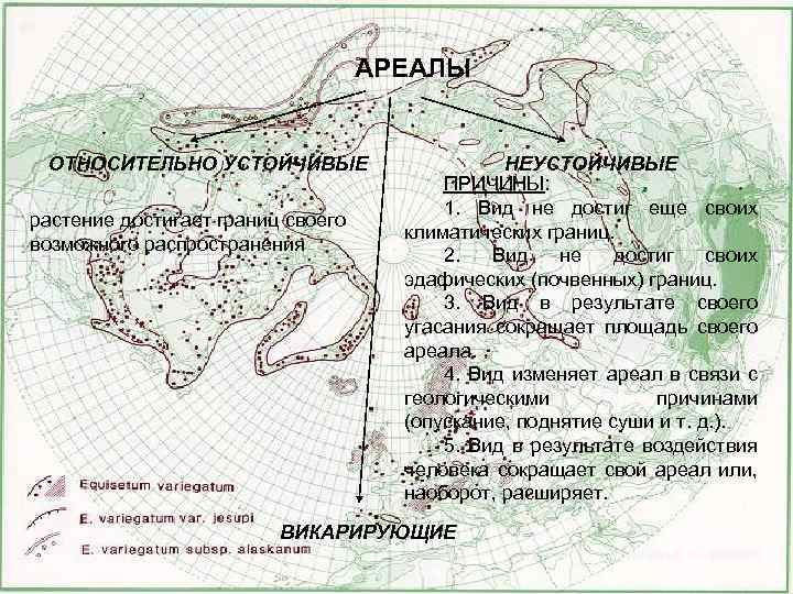 АРЕАЛЫ ОТНОСИТЕЛЬНО УСТОЙЧИВЫЕ растение достигает границ своего возможного распространения НЕУСТОЙЧИВЫЕ ПРИЧИНЫ: 1. Вид не