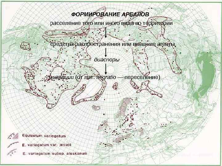 Географический ареал это