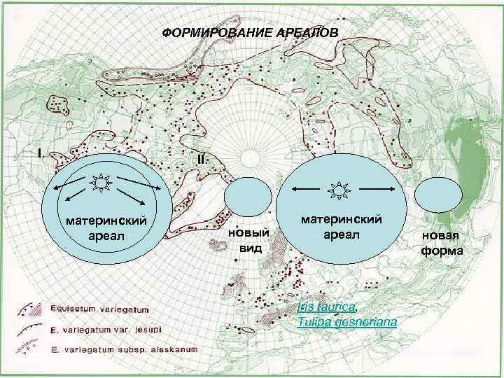 Типы ареалов обитания схема