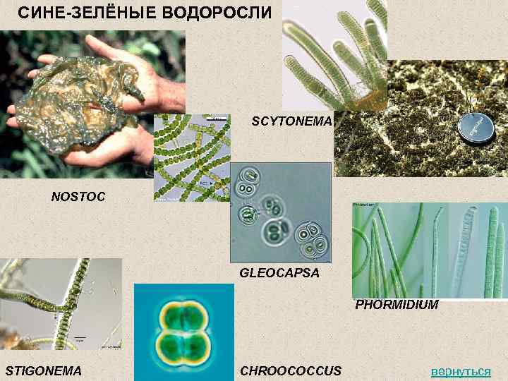 Зеленые водоросли форма. Цианобактерии носток. Синезеленые водоросли цианобактерии. Сине-зеленые водоросли носток. Носток водоросль.