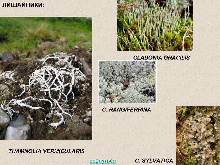 ЛИШАЙНИКИ: CLADONIA GRACILIS C. RANGIFERRINA THAMNOLIA VERMICULARIS вернуться C. SYLVATICA 