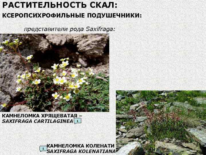 РАСТИТЕЛЬНОСТЬ СКАЛ: КСЕРОПСИХРОФИЛЬНЫЕ ПОДУШЕЧНИКИ: представители рода Saxifraga: КАМНЕЛОМКА ХРЯЩЕВАТАЯ – SAXIFRAGA CARTILAGINEA 1 1