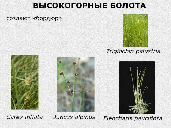 ВЫСОКОГОРНЫЕ БОЛОТА создают «бордюр» Triglochin palustris Carex inflata Juncus alpinus Eleocharis pauciflora 