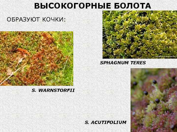 ВЫСОКОГОРНЫЕ БОЛОТА ОБРАЗУЮТ КОЧКИ: SPHAGNUM TERES S. WARNSTORFII S. ACUTIFOLIUM 