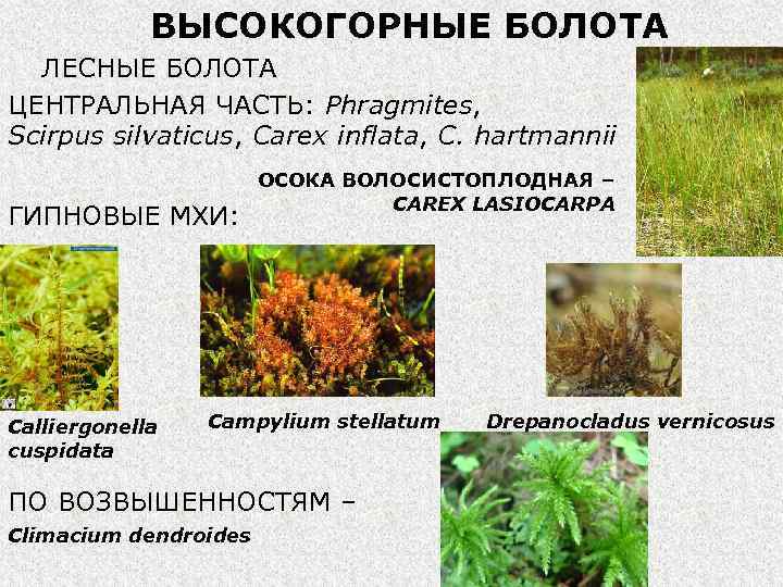 ВЫСОКОГОРНЫЕ БОЛОТА ЛЕСНЫЕ БОЛОТА ЦЕНТРАЛЬНАЯ ЧАСТЬ: Phragmites, Scirpus silvaticus, Carex inflata, C. hartmannii ГИПНОВЫЕ