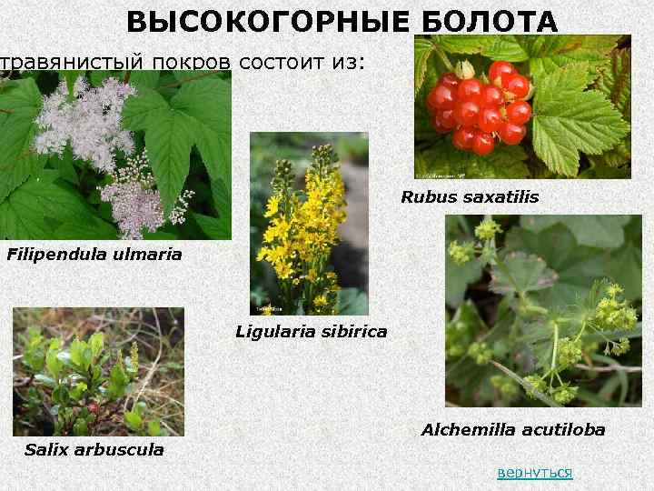 ВЫСОКОГОРНЫЕ БОЛОТА травянистый покров состоит из: Rubus saxatilis Filipendula ulmaria Ligularia sibirica Alchemilla acutiloba