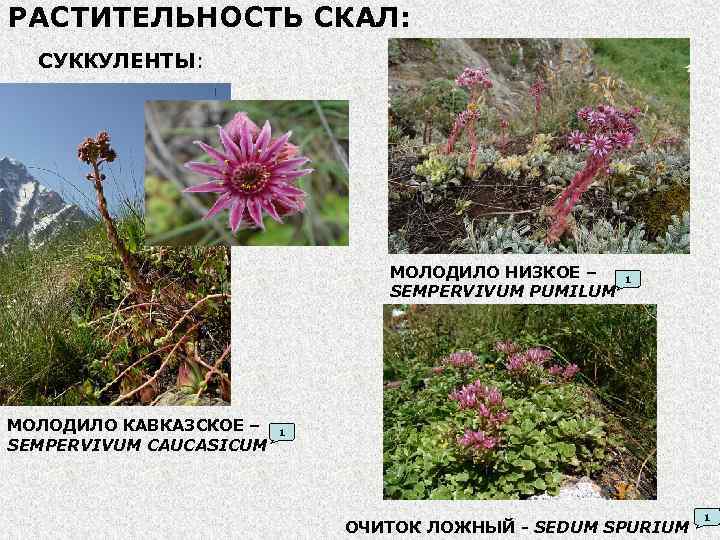 РАСТИТЕЛЬНОСТЬ СКАЛ: СУККУЛЕНТЫ: МОЛОДИЛО НИЗКОЕ – SEMPERVIVUM PUMILUM МОЛОДИЛО КАВКАЗСКОЕ – SEMPERVIVUM CAUCASICUM 1