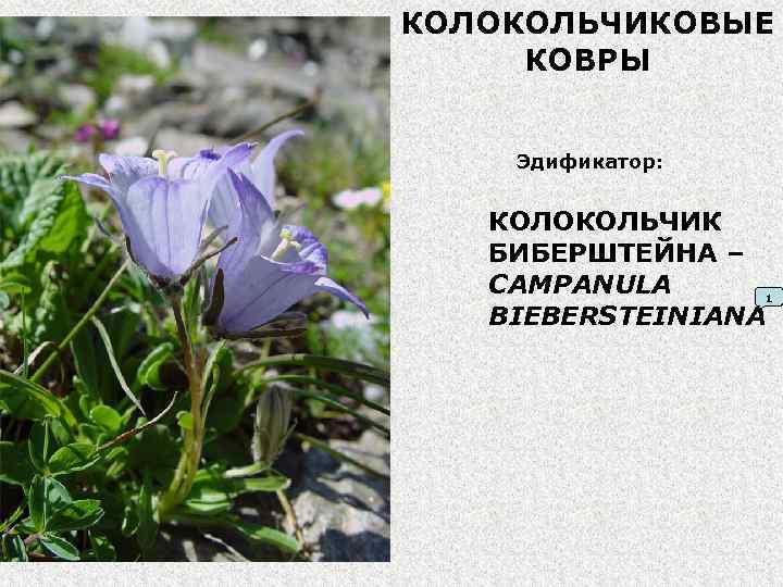 КОЛОКОЛЬЧИКОВЫЕ КОВРЫ Эдификатор: КОЛОКОЛЬЧИК БИБЕРШТЕЙНА – CAMPANULA BIEBERSTEINIANA 1 