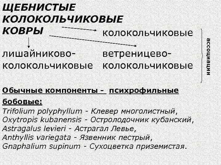 лишайникововетреницевокольчиковые колокольчиковые Обычные компоненты - психрофильные бобовые: Trifolium polyphyllum - Клевер многолистный, Oxytropis kubanensis