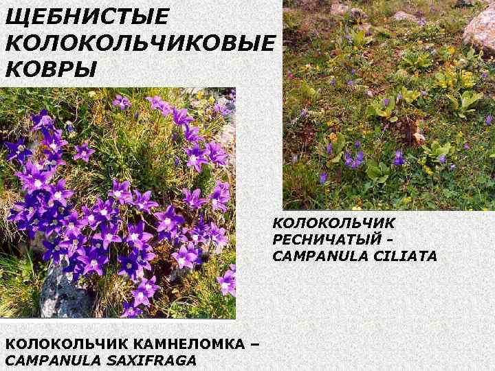 ЩЕБНИСТЫЕ КОЛОКОЛЬЧИКОВЫЕ КОВРЫ КОЛОКОЛЬЧИК РЕСНИЧАТЫЙ CAMPANULA CILIATА КОЛОКОЛЬЧИК КАМНЕЛОМКА – CAMPANULA SAXIFRAGA 