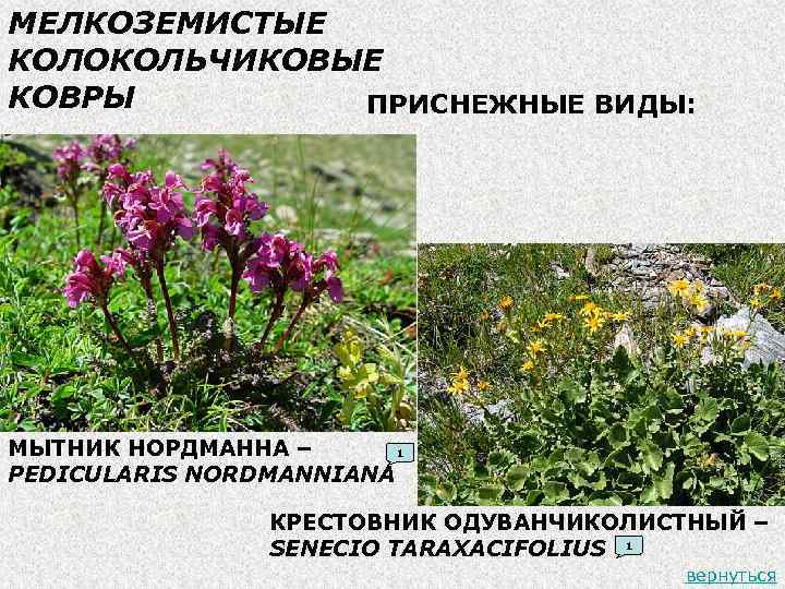 МЕЛКОЗЕМИСТЫЕ КОЛОКОЛЬЧИКОВЫЕ КОВРЫ ПРИСНЕЖНЫЕ ВИДЫ: МЫТНИК НОРДМАННА – 1 PEDICULARIS NORDMANNIANA КРЕСТОВНИК ОДУВАНЧИКОЛИСТНЫЙ –