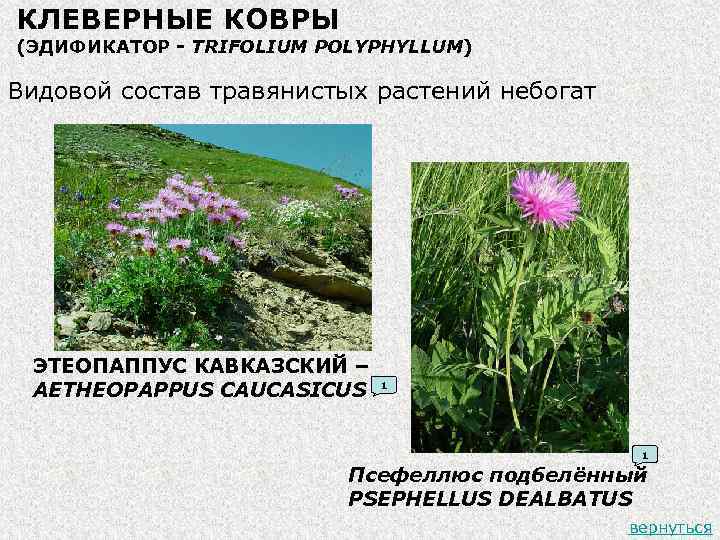 КЛЕВЕРНЫЕ КОВРЫ (ЭДИФИКАТОР - TRIFOLIUM POLYPHYLLUM) Видовой состав травянистых растений небогат ЭТЕОПАППУС КАВКАЗСКИЙ –