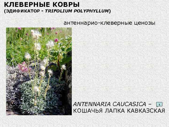 КЛЕВЕРНЫЕ КОВРЫ (ЭДИФИКАТОР - TRIFOLIUM POLYPHYLLUM) антеннарио-клеверные ценозы ANTENNARIA CAUCASICA – КОШАЧЬЯ ЛАПКА КАВКАЗСКАЯ