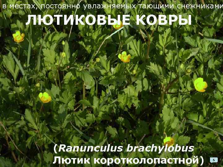 в местах, постоянно увлажняемых тающими снежниками ЛЮТИКОВЫЕ КОВРЫ (Ranunculus brachylobus Лютик коротколопастной) 5 