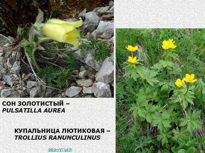 СОН ЗОЛОТИСТЫЙ – PULSATILLA AUREA КУПАЛЬНИЦА ЛЮТИКОВАЯ – TROLLIUS RANUNCULINUS вернуться 