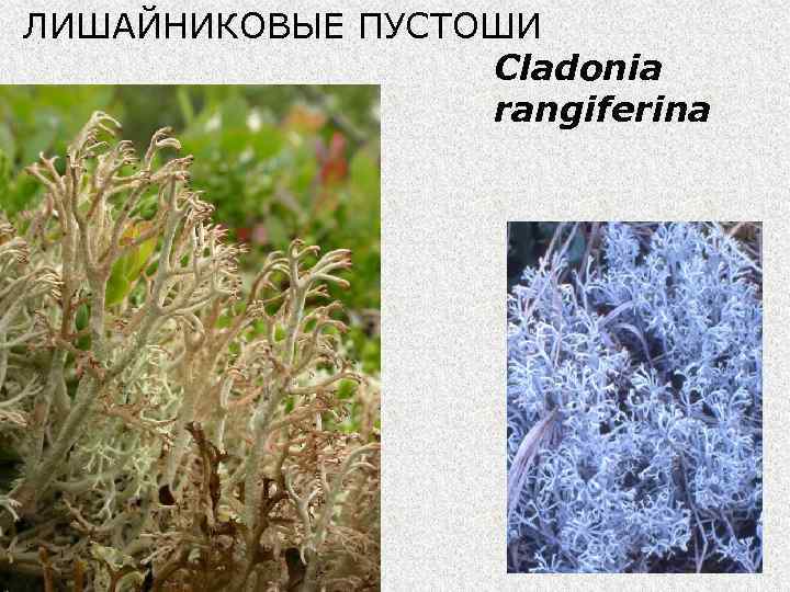 ЛИШАЙНИКОВЫЕ ПУСТОШИ Cladonia rangiferina 