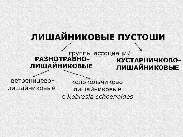 ЛИШАЙНИКОВЫЕ ПУСТОШИ группы ассоциаций РАЗНОТРАВНОКУСТАРНИЧКОВОЛИШАЙНИКОВЫЕ ветреницеволишайниковые колокольчиковолишайниковые с Kobresia schoenoides 