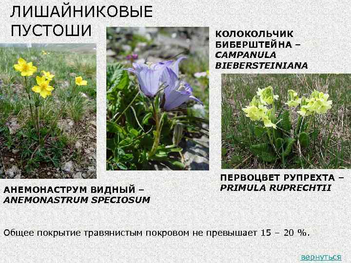 ЛИШАЙНИКОВЫЕ ПУСТОШИ АНЕМОНАСТРУМ ВИДНЫЙ – ANEMONASTRUM SPECIOSUM КОЛОКОЛЬЧИК БИБЕРШТЕЙНА – CAMPANULA BIEBERSTEINIANA ПЕРВОЦВЕТ РУПРЕХТА