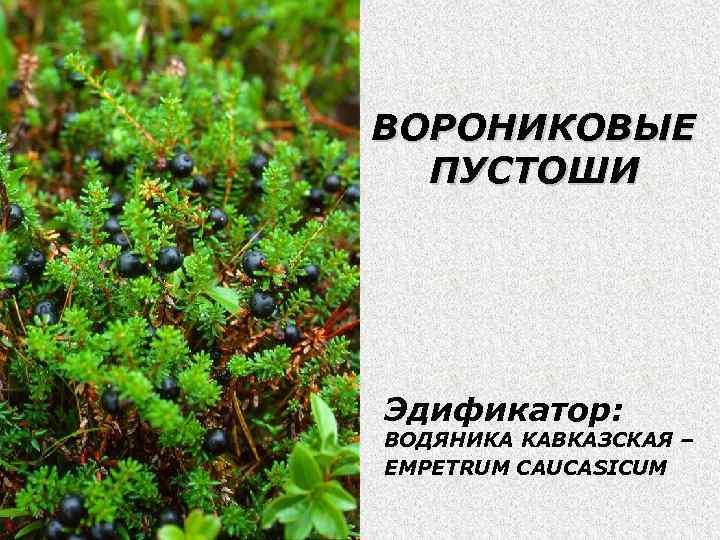 ВОРОНИКОВЫЕ ПУСТОШИ Эдификатор: ВОДЯНИКА КАВКАЗСКАЯ – EMPETRUM CAUCASICUM 