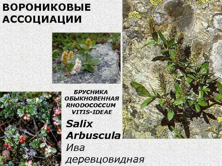 ВОРОНИКОВЫЕ АССОЦИАЦИИ БРУСНИКА ОБЫКНОВЕННАЯ RHODOCOCCUM VITIS-IDEAE Salix Arbuscula Ива деревцовидная 