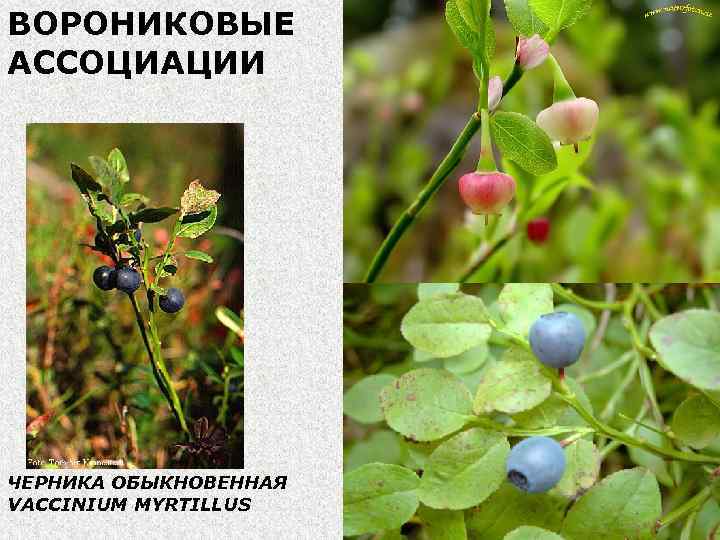 ВОРОНИКОВЫЕ АССОЦИАЦИИ ЧЕРНИКА ОБЫКНОВЕННАЯ VACCINIUM MYRTILLUS 