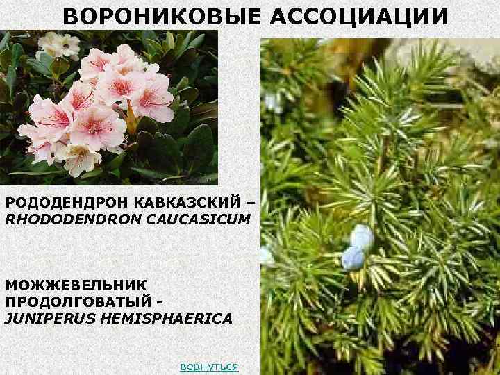 ВОРОНИКОВЫЕ АССОЦИАЦИИ РОДОДЕНДРОН КАВКАЗСКИЙ – RHODODENDRON CAUCASICUM МОЖЖЕВЕЛЬНИК ПРОДОЛГОВАТЫЙ JUNIPERUS HEMISPHAERICA вернуться 