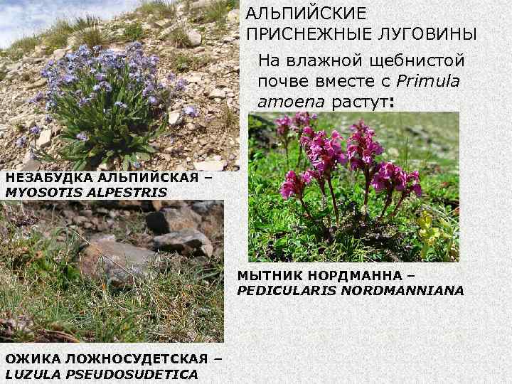 АЛЬПИЙСКИЕ ПРИСНЕЖНЫЕ ЛУГОВИНЫ На влажной щебнистой почве вместе с Primula amoena растут: НЕЗАБУДКА АЛЬПИЙСКАЯ