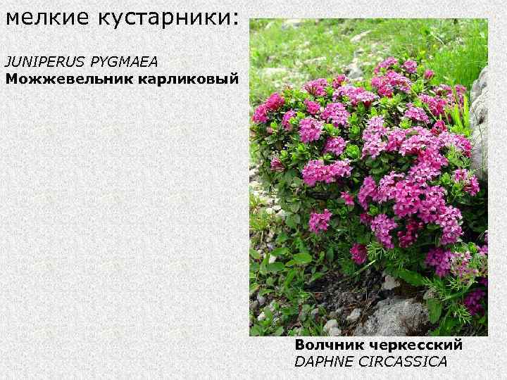 мелкие кустарники: JUNIPERUS PYGMAEA Можжевельник карликовый Волчник черкесский DAPHNE CIRCASSICA 