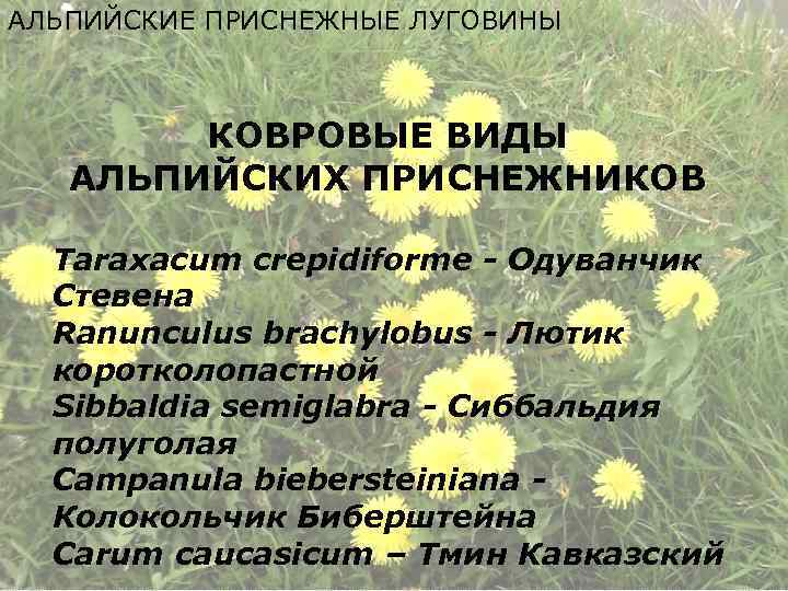 АЛЬПИЙСКИЕ ПРИСНЕЖНЫЕ ЛУГОВИНЫ КОВРОВЫЕ ВИДЫ АЛЬПИЙСКИХ ПРИСНЕЖНИКОВ Taraxacum crepidiforme - Одуванчик Стевена Ranunculus brachylobus