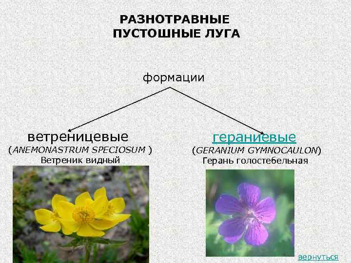 РАЗНОТРАВНЫЕ ПУСТОШНЫЕ ЛУГА формации ветреницевые (ANEMONASTRUM SPECIOSUM ) Ветреник видный гераниевые (GERANIUM GYMNOCAULON) Герань