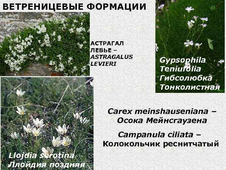 ВЕТРЕНИЦЕВЫЕ ФОРМАЦИИ АСТРАГАЛ ЛЕВЬЕ – ASTRAGALUS LEVIERI Gypsophila Teniufolia Гибсолюбка Тонколистная Carex meinshauseniana –