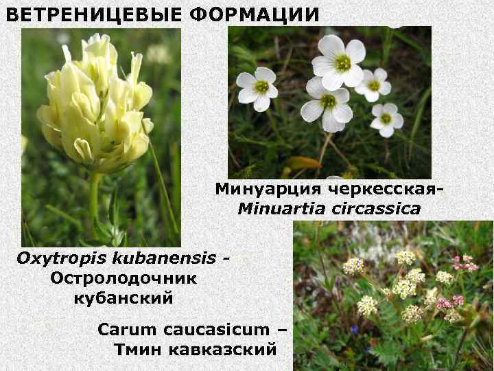 ВЕТРЕНИЦЕВЫЕ ФОРМАЦИИ Минуарция черкесская. Minuartia circassica Oxytropis kubanensis Остролодочник кубанский Carum caucasicum – Тмин