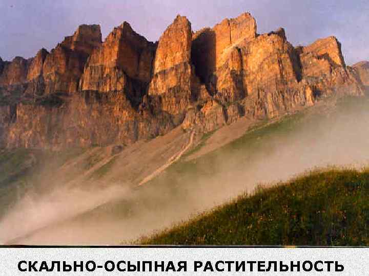 СКАЛЬНО-ОСЫПНАЯ РАСТИТЕЛЬНОСТЬ 