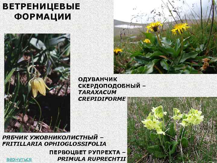 ВЕТРЕНИЦЕВЫЕ ФОРМАЦИИ ОДУВАНЧИК СКЕРДОПОДОБНЫЙ – TARAXACUM CREPIDIFORME РЯБЧИК УЖОВНИКОЛИСТНЫЙ – FRITILLARIA OPHIOGLOSSIFOLIA вернуться ПЕРВОЦВЕТ