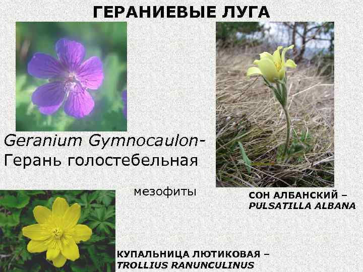 ГЕРАНИЕВЫЕ ЛУГА Geranium Gymnocaulon. Герань голостебельная мезофиты СОН АЛБАНСКИЙ – PULSATILLA ALBANA КУПАЛЬНИЦА ЛЮТИКОВАЯ