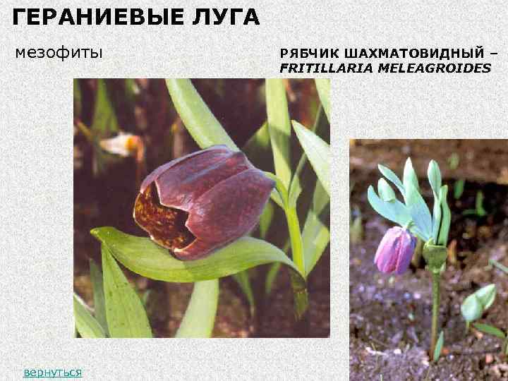 ГЕРАНИЕВЫЕ ЛУГА мезофиты вернуться РЯБЧИК ШАХМАТОВИДНЫЙ – FRITILLARIA MELEAGROIDES 